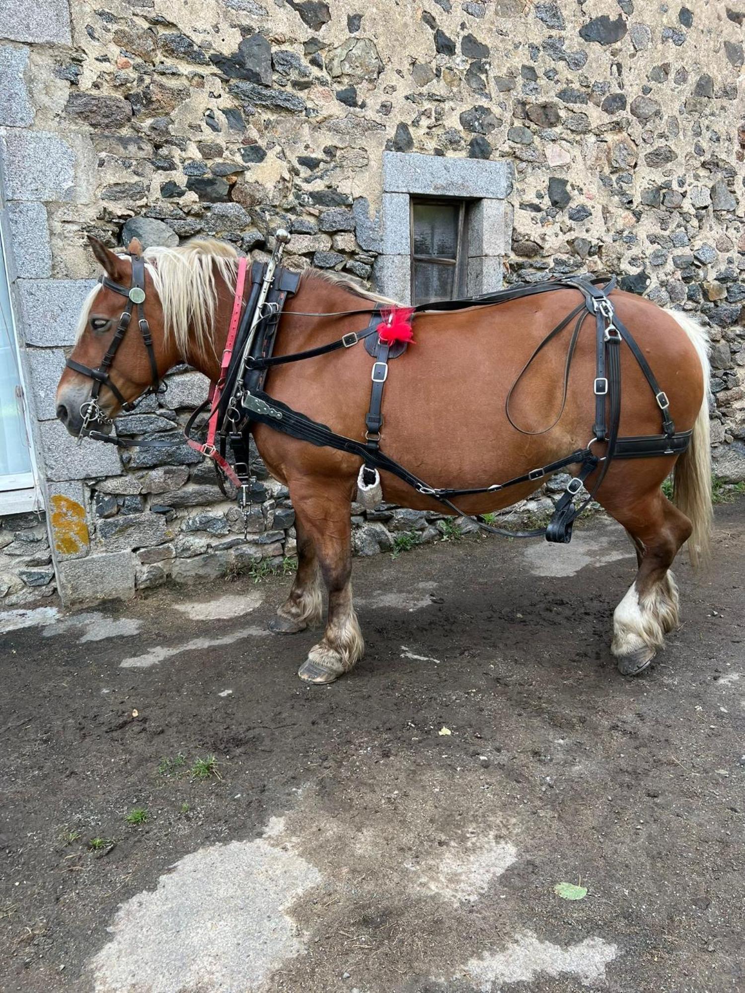 La Roulotte Du Clos De L'Isop Bed & Breakfast Saint-Martial-sur-Isop Bagian luar foto